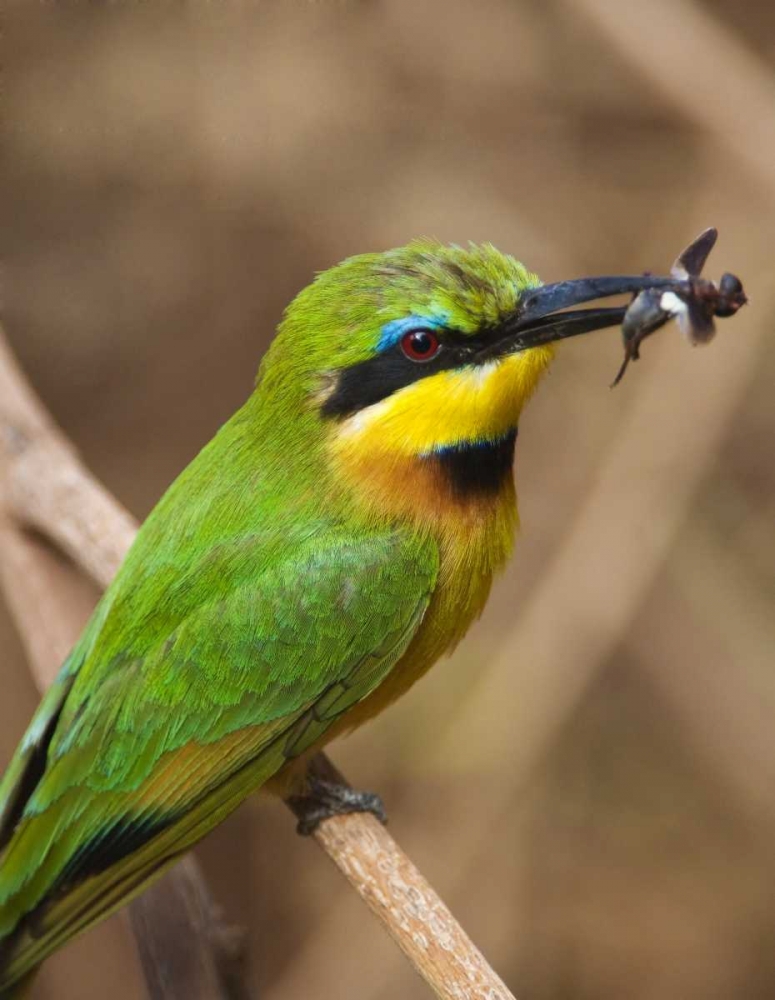 Tanzania, Lake Manyara NP Bee-eater on a branch